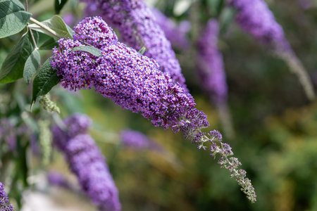 Close up of purple flowers on a butterfly bush shrub