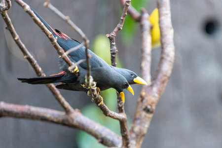 Close up of two grosbeak starlings (scissirostrum dubium) perching on a branch