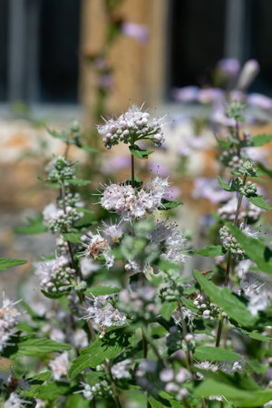Close up of white caryopteris flowers in bloom