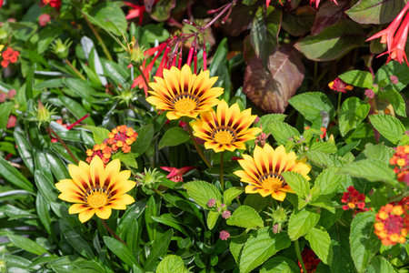 Close up of yellow treasure flowers (gazania rigens) in bloom