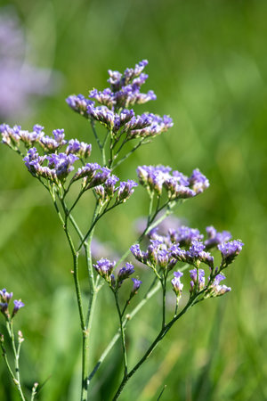 Close up of common sea lavender (limonium vulgare) flowers in bloom