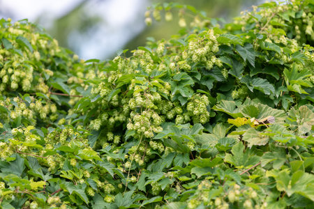 Close up of common hop (humulus lupulus) flowers