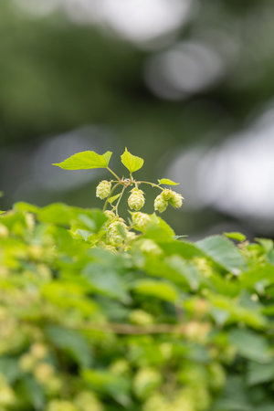 Close up of common hop (humulus lupulus) flowers