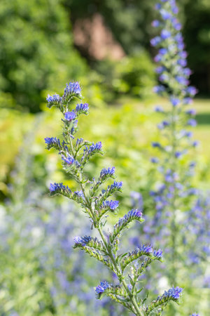 Close up of vipers bugloss (echium vugare) flowers in bloom