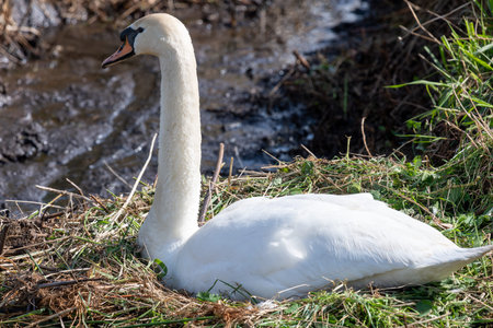 A mute swan (cygnus olor) sitting on a nest full of unhatched eggsの写真素材