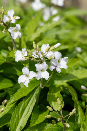 Closze up of pinnate coralroot (cardamine heptaphylla) flowers in bloom