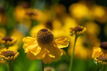 Close up of common sneezeweed (helenium autumnale) flowers in bloomの写真素材