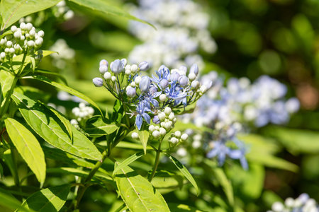 Close up of dichroa (long march) flowers in bloom