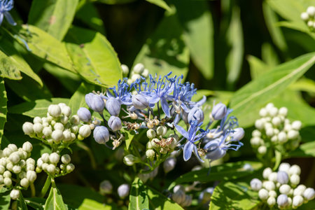 Close up of dichroa (long march) flowers in bloom
