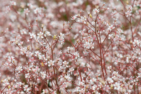 London pride (saxifraga x urbium) flowers in bloom
