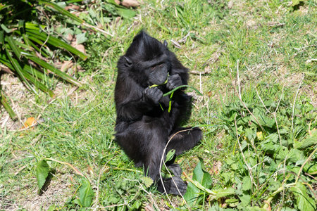 Photo of a baby Sulewesi crested macaque (macaca nigra) eating vegetationの写真素材