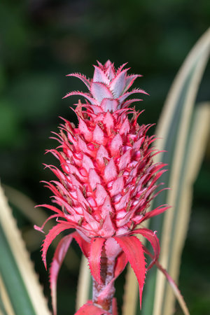Close up of a red pineapple (ananas bracteatus)の写真素材