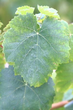 vine leavesの写真素材