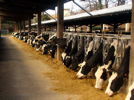 Cows in the stableのeditorial素材