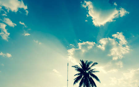 coconut and sunlightの写真素材