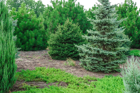 backyard with landscaping. green grass and large close-upの写真素材
