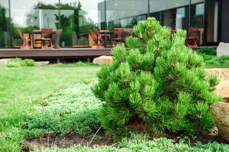 backyard with landscaping. green grass and large close-upの写真素材