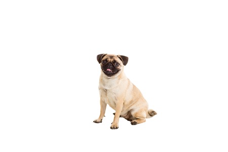 Pug dog isolated on white background. He is sitting watching with interestの写真素材
