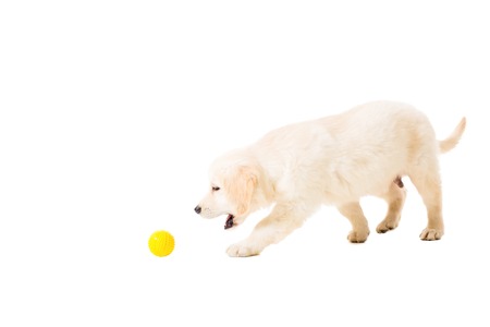 puppy golden retriever on a white background isolated. runs a toyの写真素材