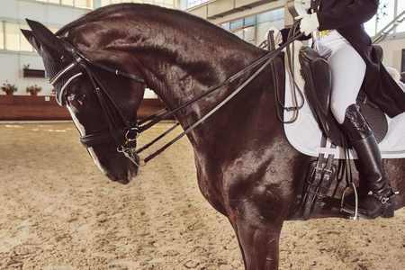 woman jockey with his horse in uniform for Dressageの写真素材