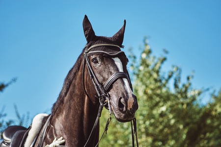 woman jockey with his horse in uniform for Dressageの写真素材