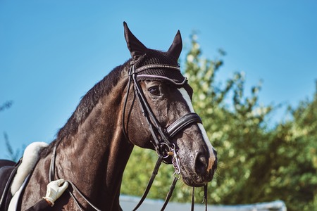 woman jockey with his horse in uniform for Dressage. close upの写真素材