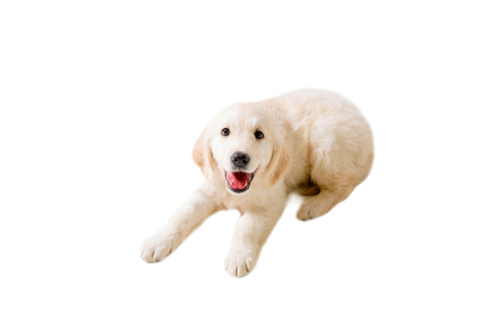 puppy golden retriever on a white background isolated. He is lying, smiling, cheerfulの写真素材