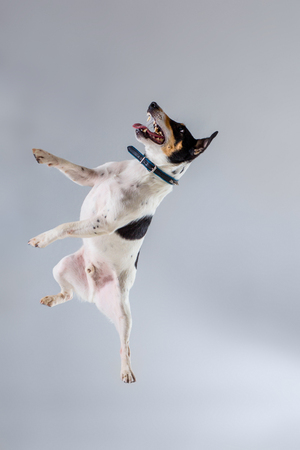 Fox terrier posing in studio on grey background. Terrier in a blue collar. Dog jumping in the studioの写真素材