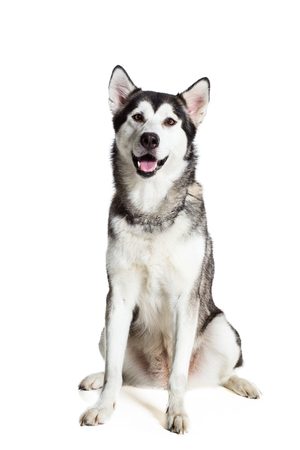 Alaskan Malamute sitting in front of white backgroundの写真素材
