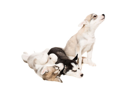 Cute little husky puppy isolated on white background. One puppy is very active, and the rest are tired and sleepingの写真素材