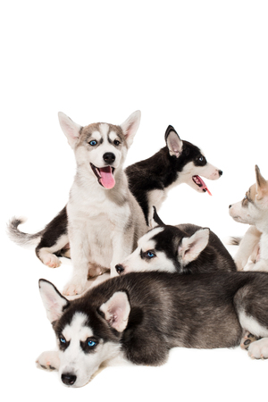 group of happy siberian husky puppies on white. Beautiful puppiesの写真素材