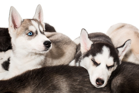 group of happy siberian husky puppies on white. Beautiful puppiesの写真素材