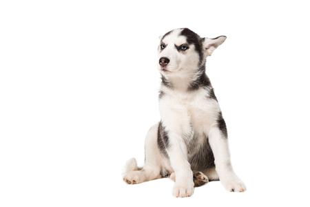 Siberian Husky puppy isolated on a white backgroundの写真素材