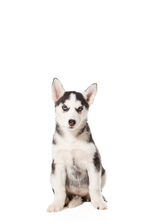 Siberian Husky puppy isolated on a white backgroundの写真素材
