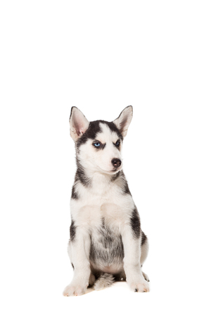 Siberian Husky puppy isolated on a white backgroundの写真素材