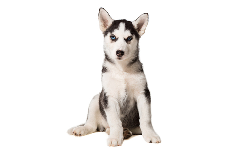 Siberian Husky puppy isolated on a white backgroundの写真素材
