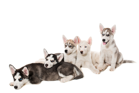 group of happy siberian husky puppies on whiteの写真素材