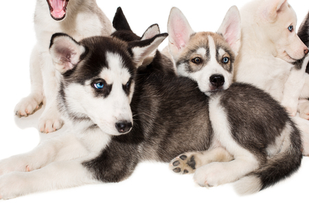 group of happy siberian husky puppies on whiteの写真素材