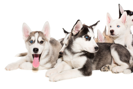 group of happy siberian husky puppies on whiteの写真素材