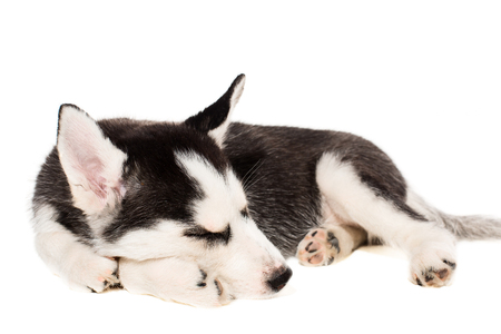 Cute little husky puppy isolated on white backgroundの写真素材