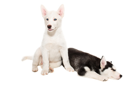 Cute little husky puppy isolated on white backgroundの写真素材