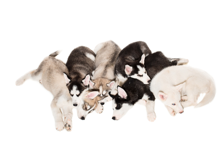 Cute little husky puppy isolated on white backgroundの写真素材