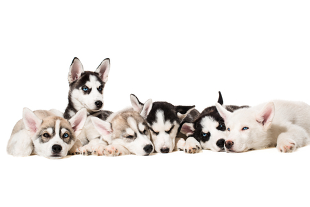 Siberian Husky puppiesの写真素材