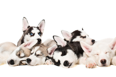Siberian Husky puppiesの写真素材