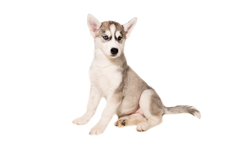 Cute little husky puppy isolated on white backgroundの写真素材