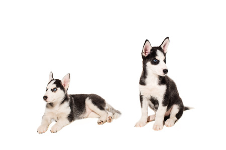 Two puppies breed the Huskies isolated on white background. The most charismatic puppiesの写真素材
