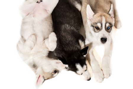 Group of puppies breed the Huskies isolated on white background. The most charismatic puppies. Everybody sleep, but one wakesの写真素材