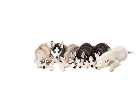 Group of puppies breed the Huskies isolated on white background. The most charismatic puppiesの写真素材