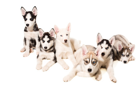 Group of puppies breed the Huskies isolated on white background. The most charismatic puppiesの写真素材