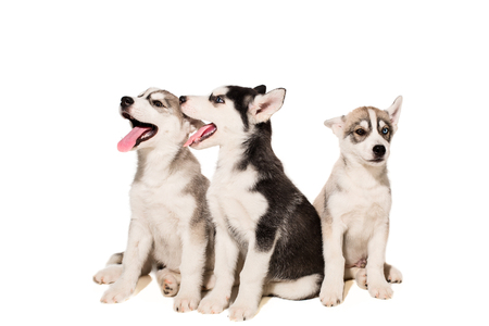 Group of puppies breed the Huskies isolated on white background. The most charismatic puppiesの写真素材